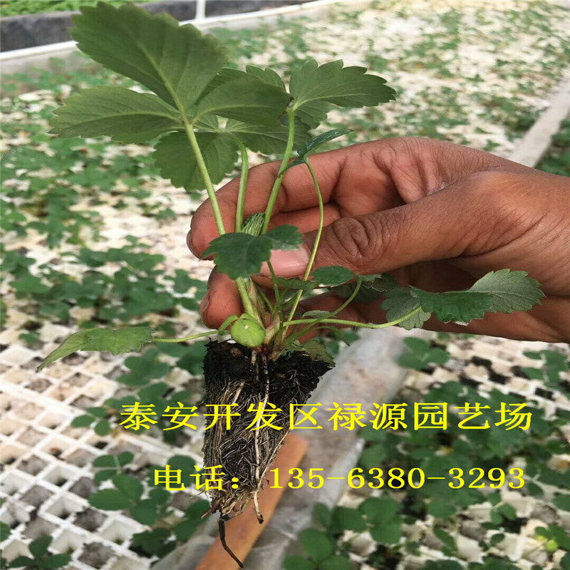草莓苗