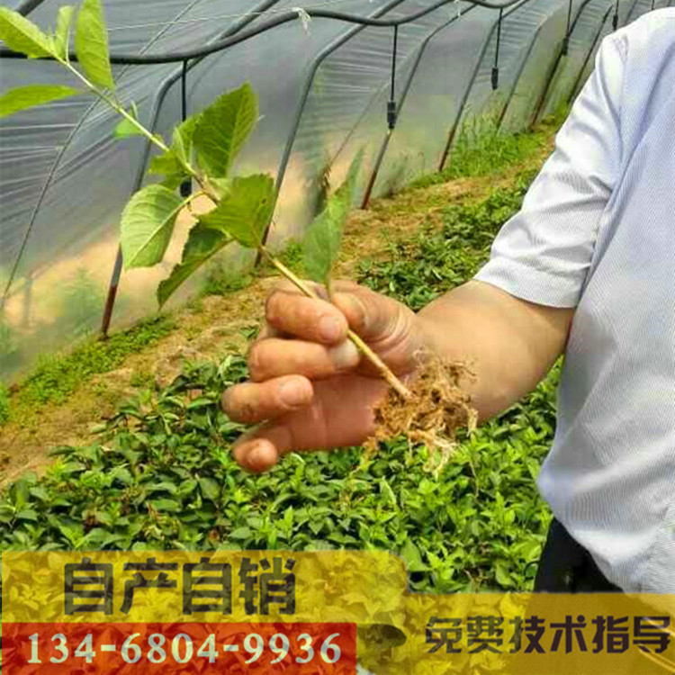 吉塞拉