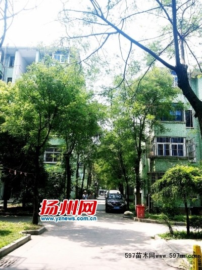 一些槐树的叶子已被啃食 一些槐树的叶子已被啃食