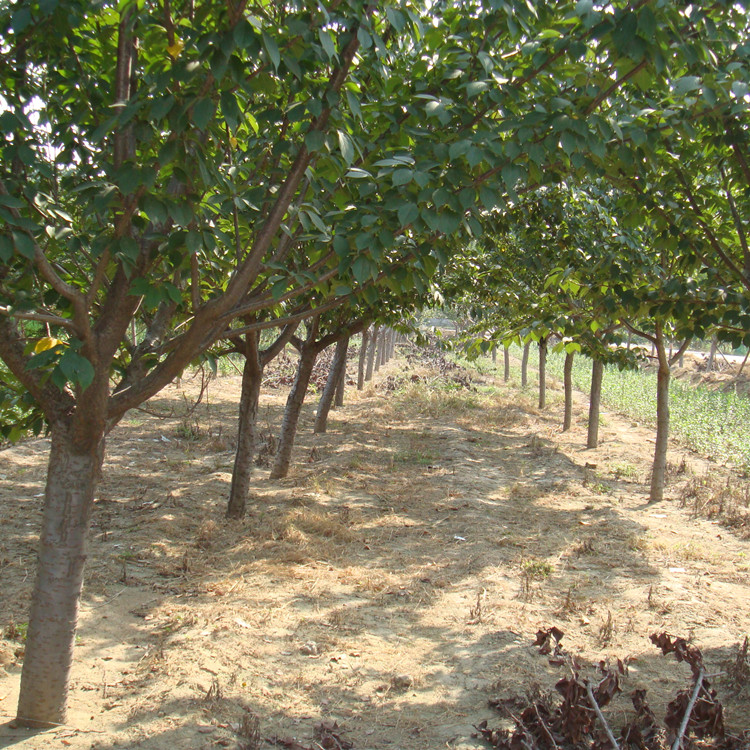泰安樱花树苗种植基地5公分晚樱多少钱一棵哪
