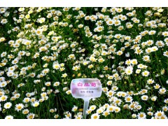 白晶菊种子 白晶菊花好看吗 白晶菊喜欢什么环境|花卉种苗|花卉盆景