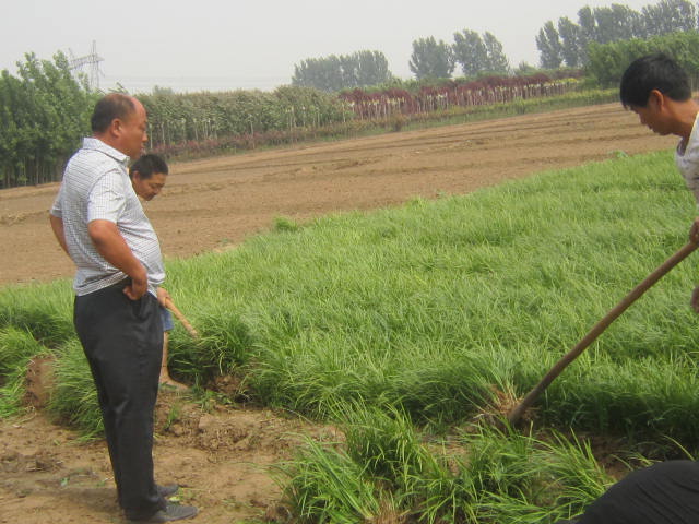 麦冬草