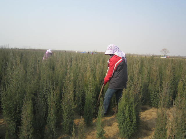 北京桧柏种植间距要求有哪些