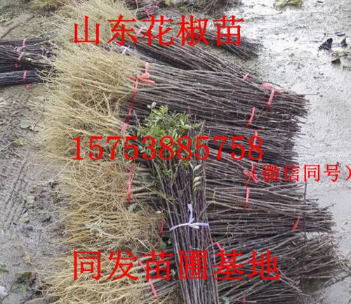 花椒苗