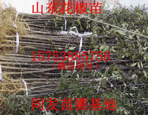 花椒苗