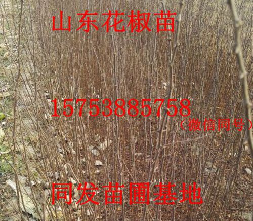 花椒苗