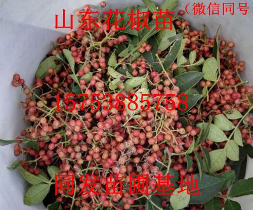 花椒苗