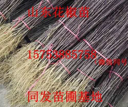 花椒苗