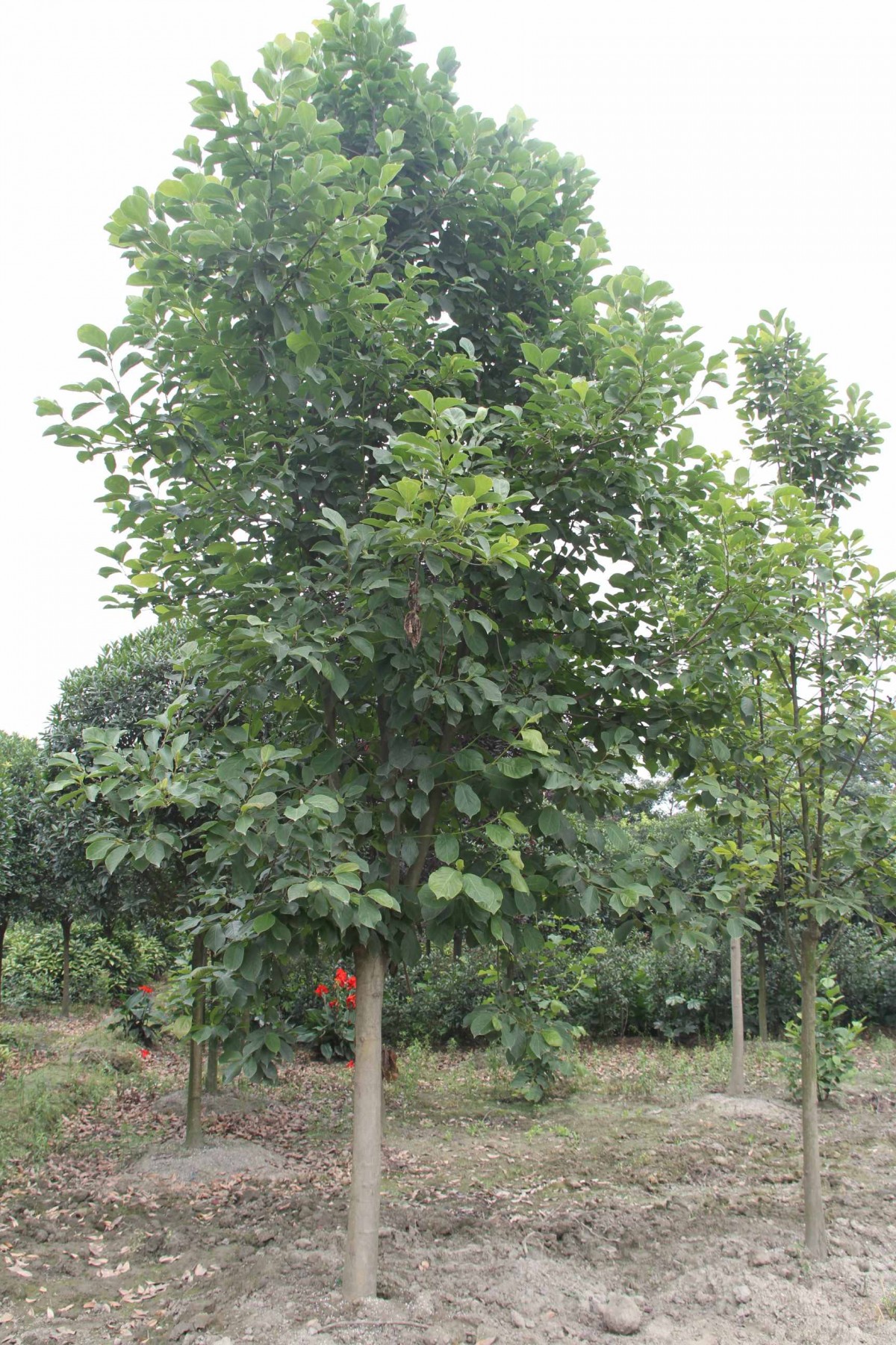 桂花, 广玉兰,白玉兰,小叶桢楠,天竺桂,香樟, 柳树, 金合欢,紫薇,银杏