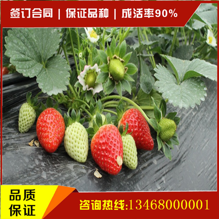 法兰地草莓苗