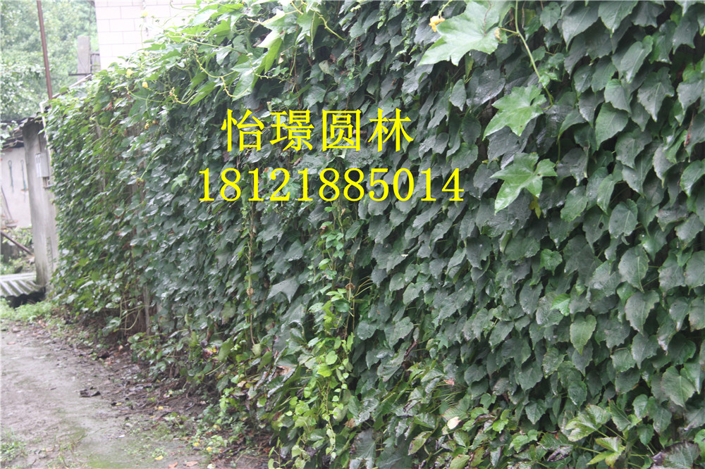 爬山虎