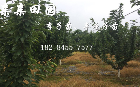 车厘子树苗