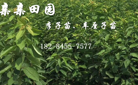 车厘子树苗苗木】