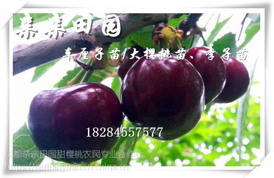 大樱桃树苗