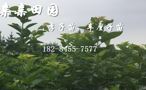 甜樱桃树苗