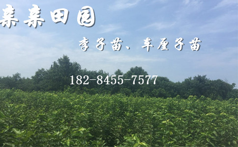 甜樱桃树苗