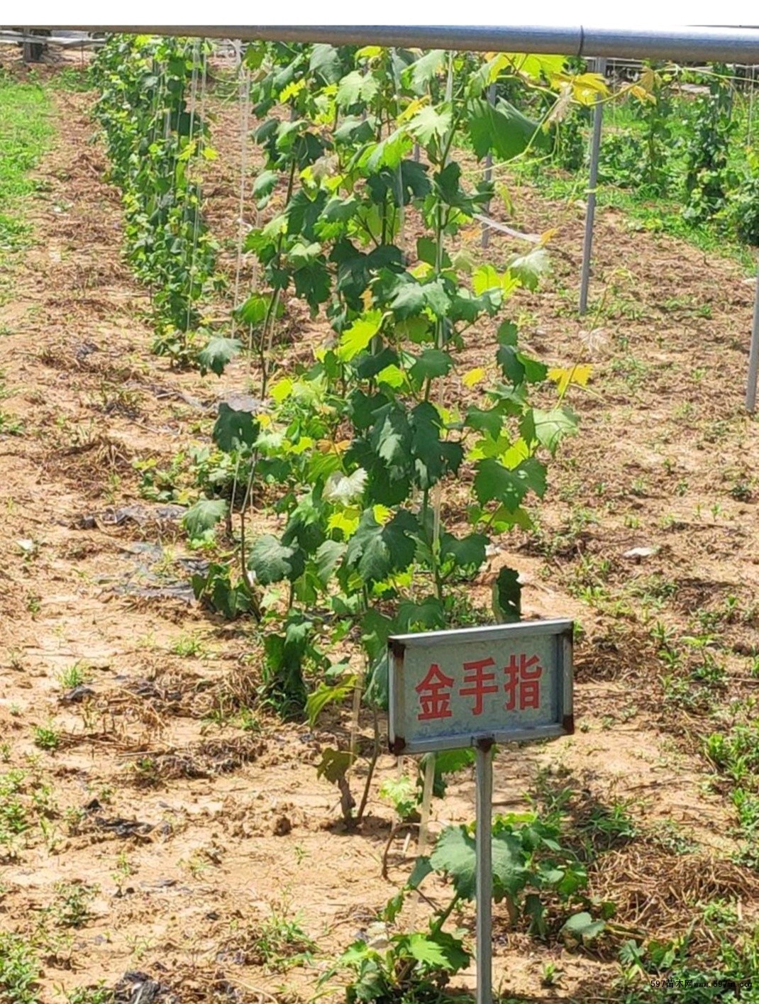 育苗 育苗