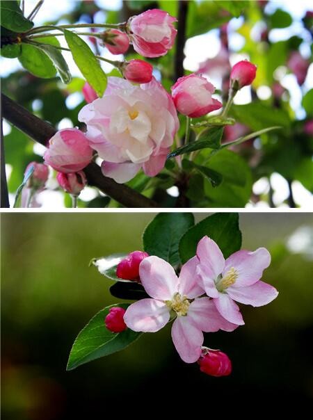 海棠花品种大全 中国春花四绝之一