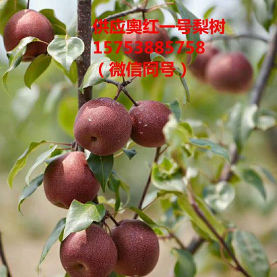 梨树