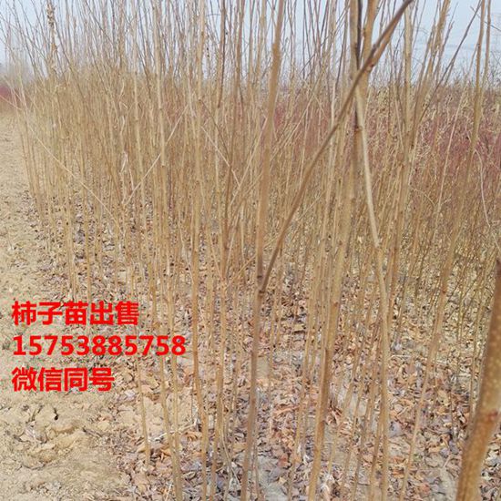 柿子苗