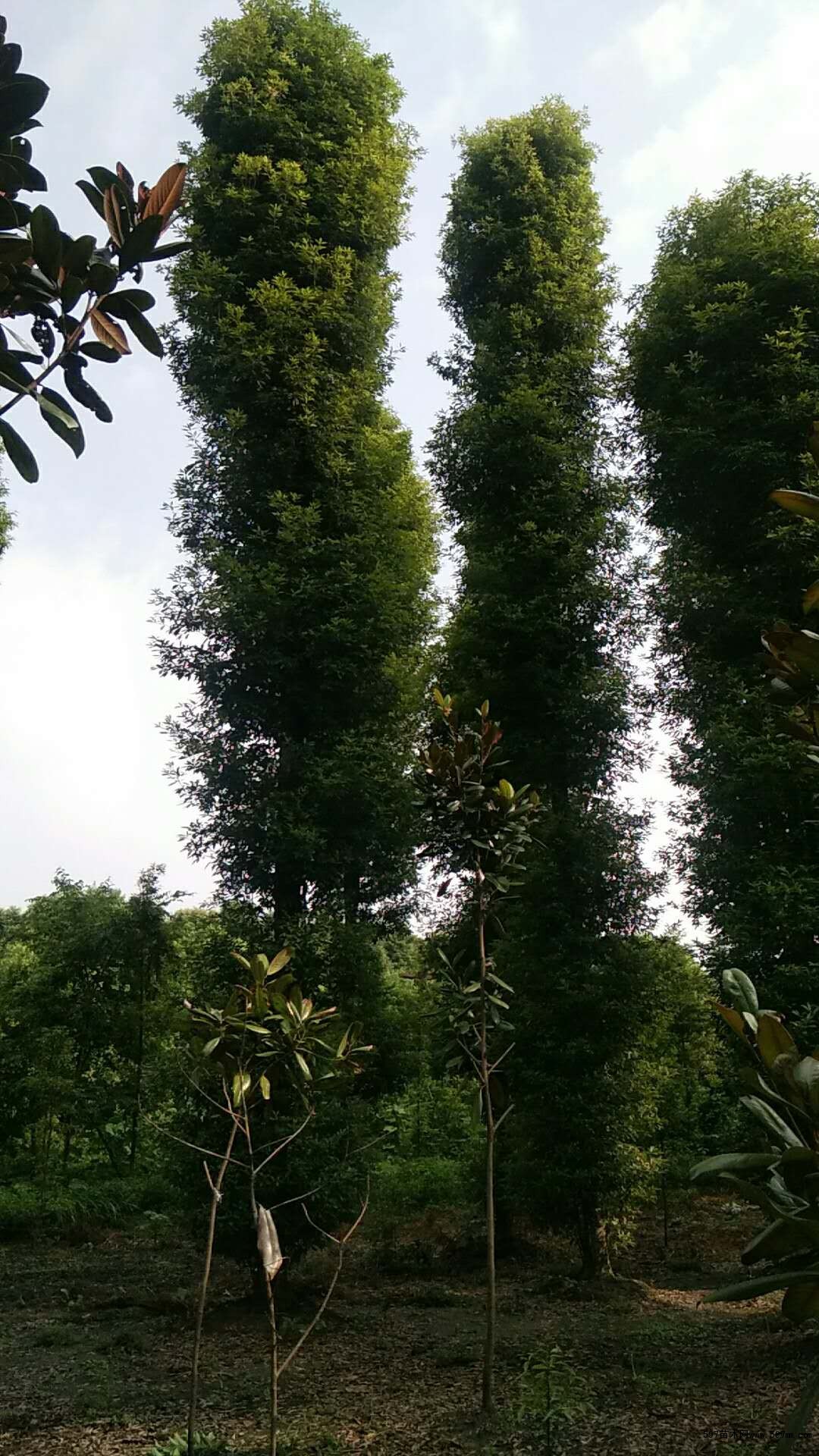 18公分楨楠
