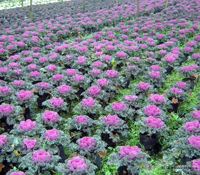 2018羽衣甘蓝最新价格趋势 羽衣甘蓝图片