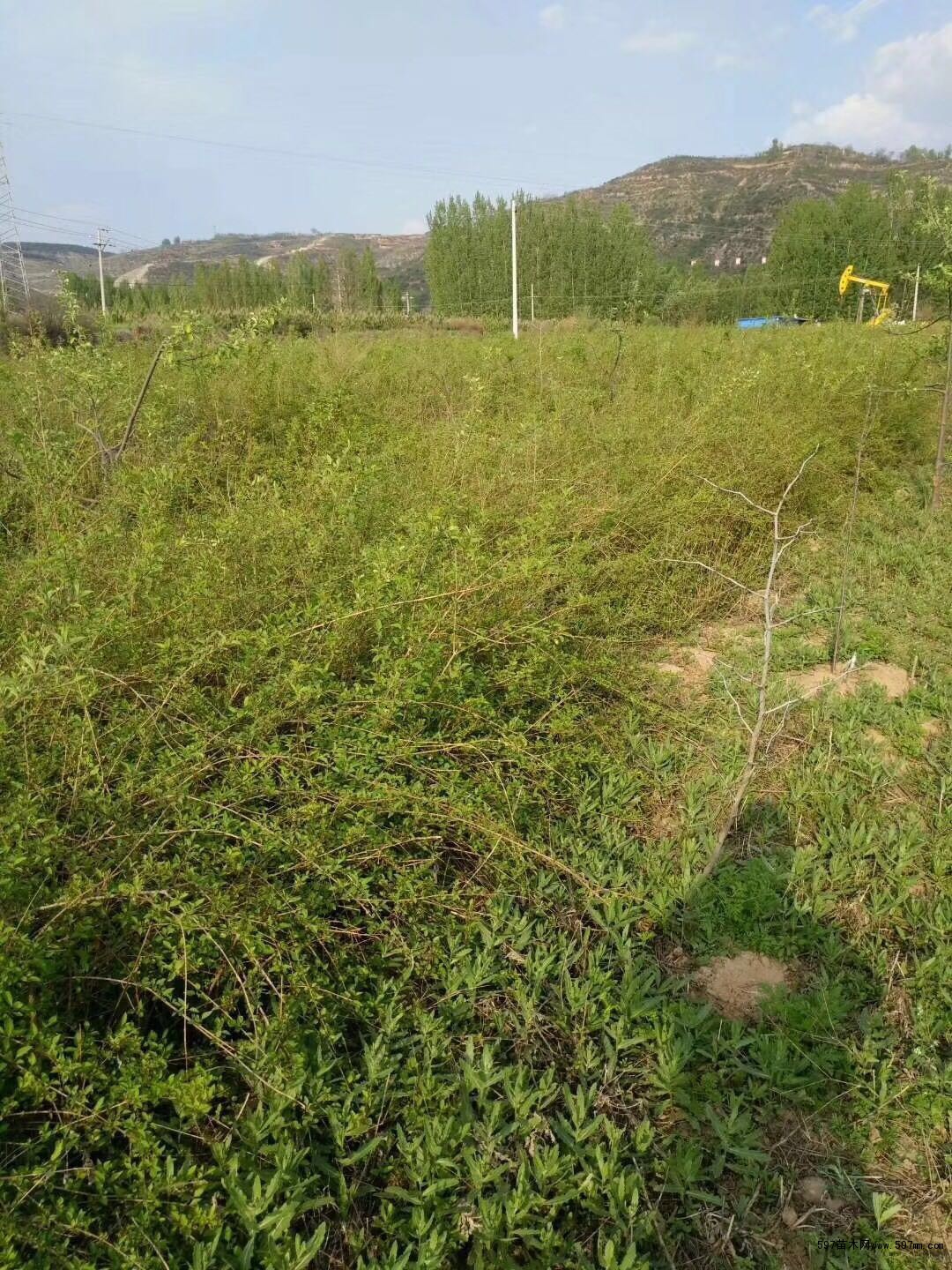 連翹苗基地