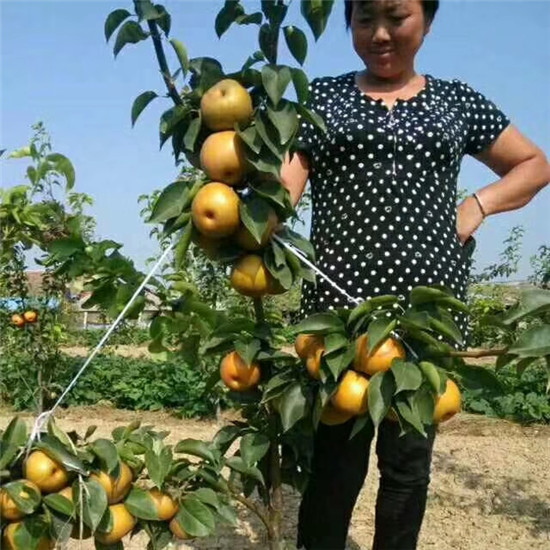 梨