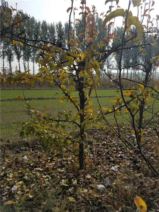 梨
