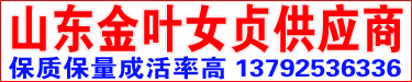 金叶女贞