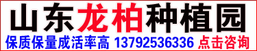 龙柏