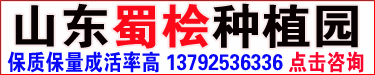 蜀桧