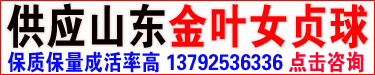 金叶女贞球
