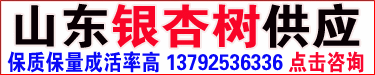 银杏树