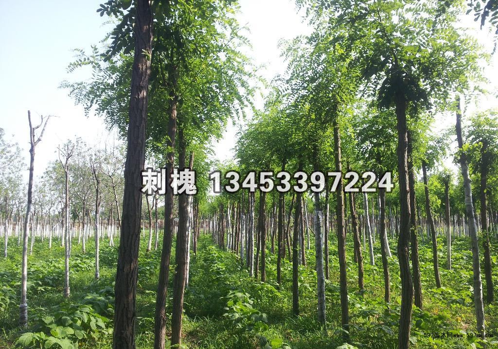 刺槐树 刺槐树