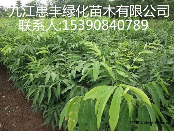 2公分无患子 2公分无患子