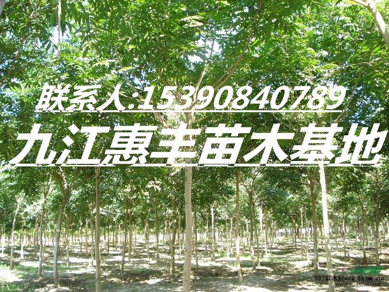 3公分无患子 3公分无患子