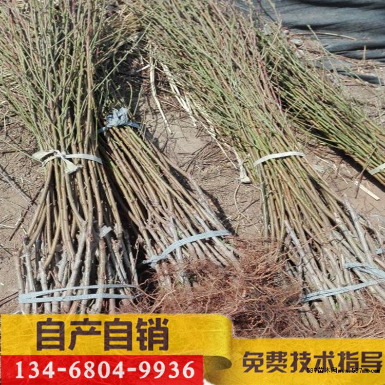 桃树苗 桃树苗