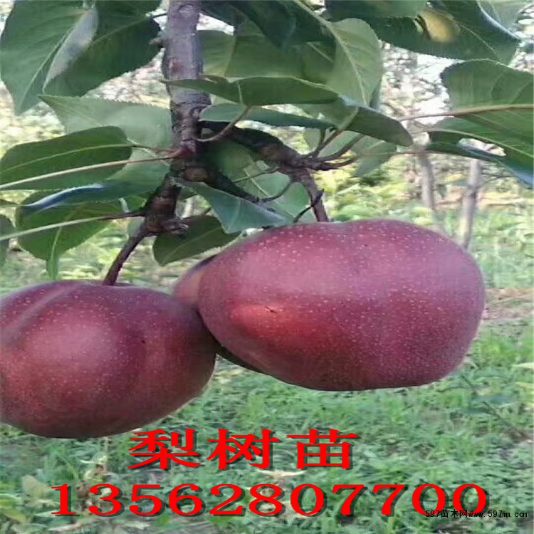 早酥红梨梨树苗哪里卖 早酥红梨树苗产地红梨