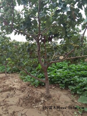 5公分!5公分山楂树!5公分山楂树价格=12公分