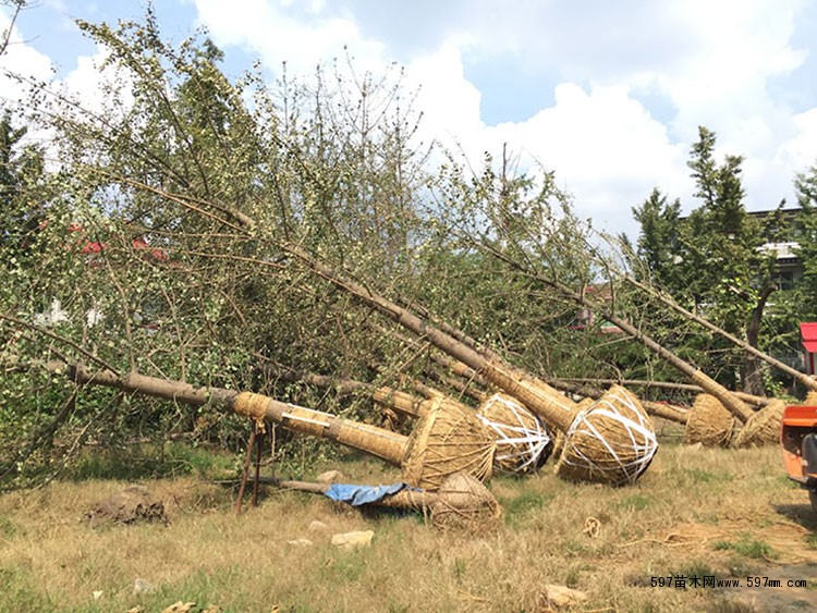 批发米胸径16公分银杏树价格16cm银杏一级好