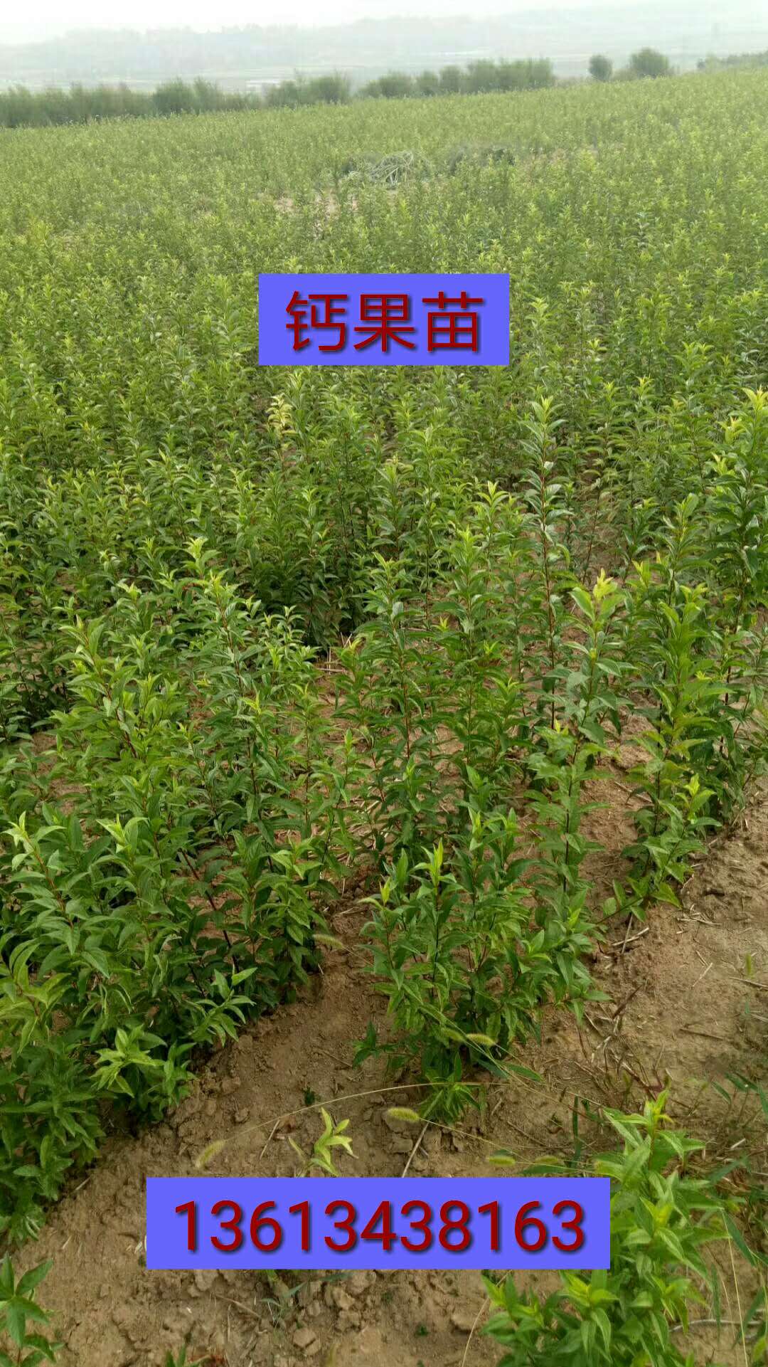 钙果苗