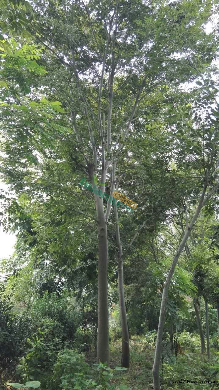 四川10公分榉树基地价格 10公分榉树2018价格