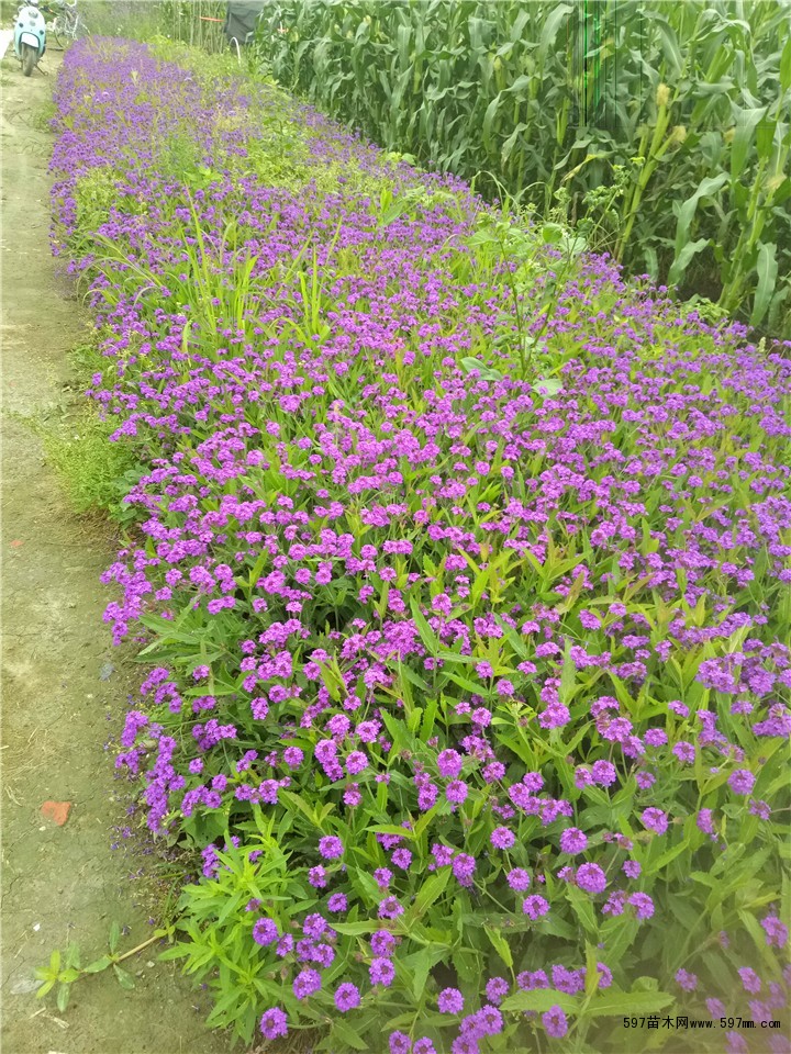 马鞭草 马鞭草