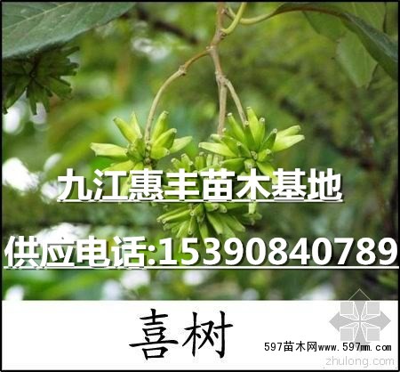 1公分喜树价格 1公分喜树价格