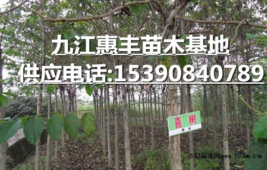 3公分喜树价格 3公分喜树价格