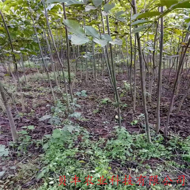 核桃苗基地 核桃苗基地