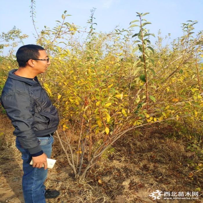 5粗连翘苗
