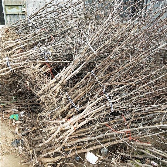 枣树苗 枣树苗