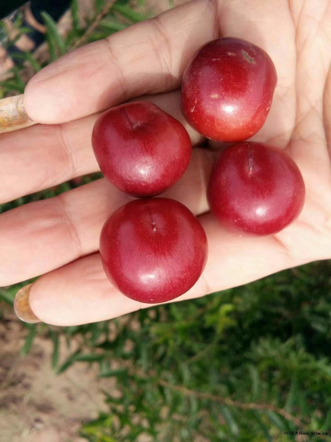 钙果苗 钙果苗